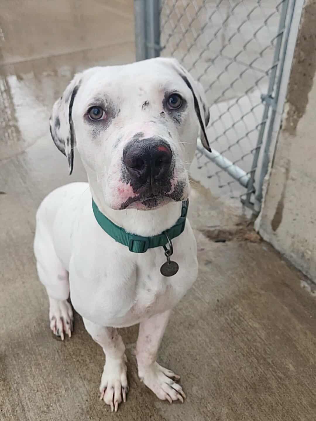 Enlarge Ghost, a Adoptable Pit Bull Terrier in La Salle, IL image 2/4