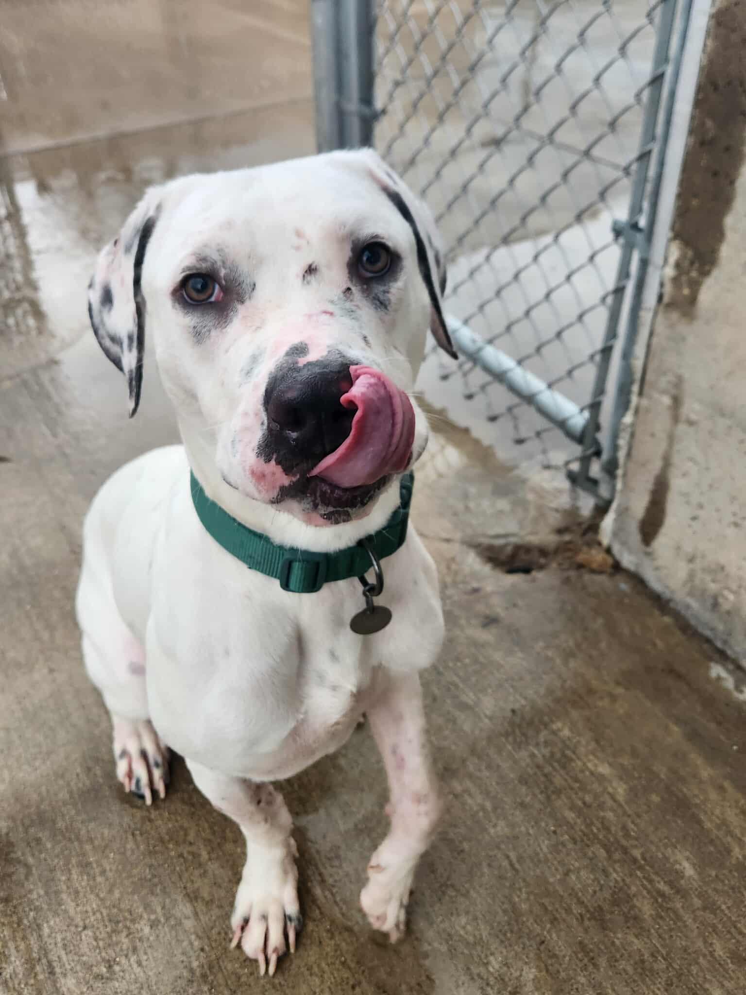 Enlarge Ghost, a Adoptable Pit Bull Terrier in La Salle, IL image 3/4