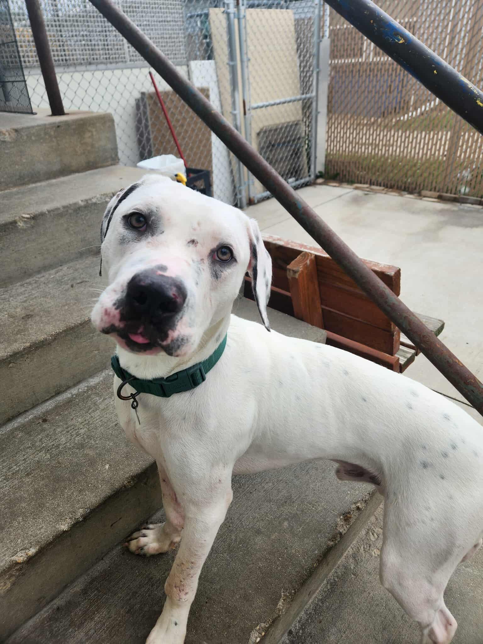 Enlarge Ghost, a Adoptable Pit Bull Terrier in La Salle, IL image 4/4
