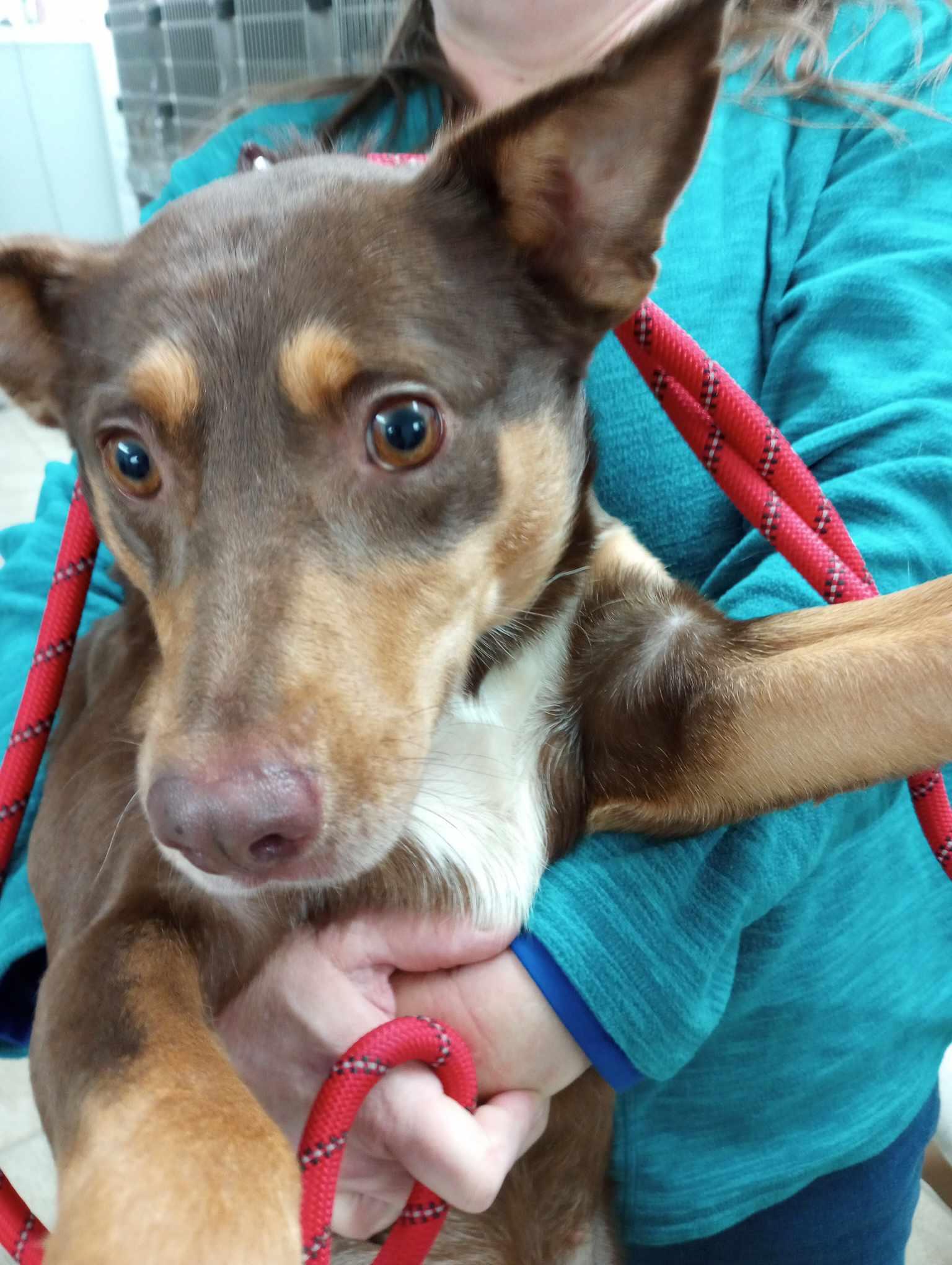 Enlarge Marina, a Adoptable Cattle Dog in Frenchburg, KY image 1/3