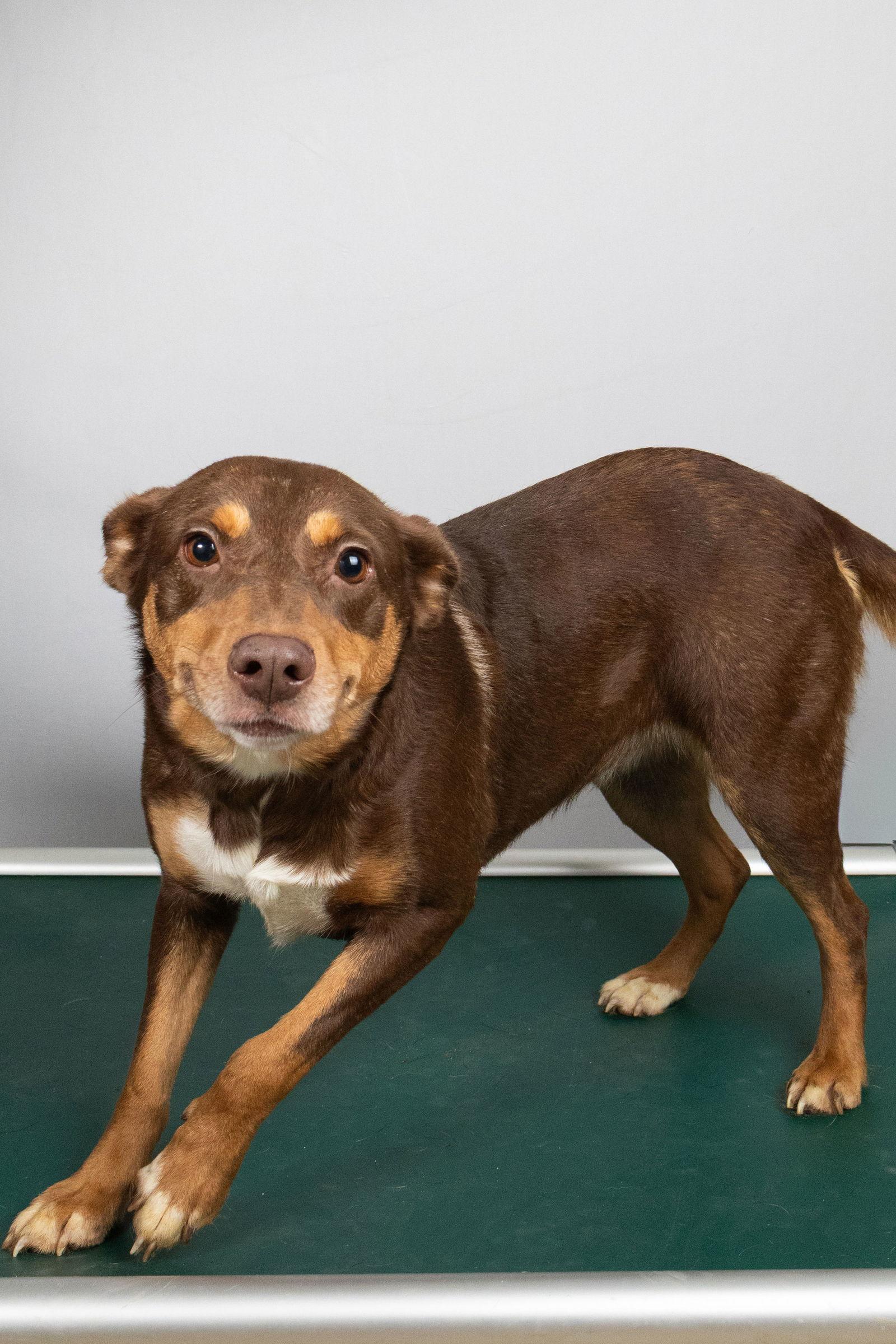 Enlarge Marina, a Adoptable Cattle Dog in Frenchburg, KY image 2/3