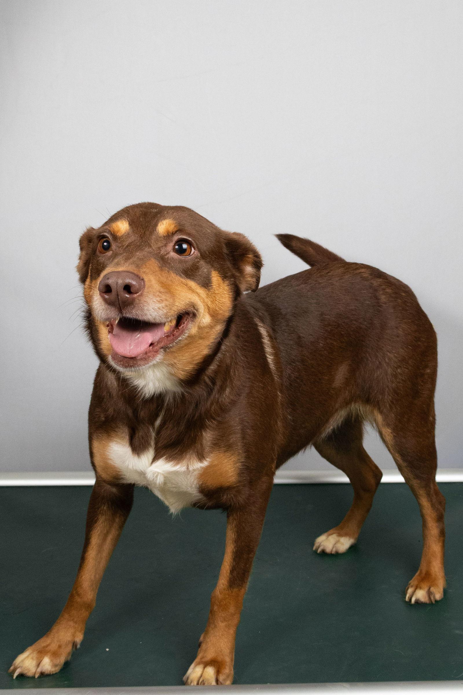 Enlarge Marina, a Adoptable Cattle Dog in Frenchburg, KY image 3/3