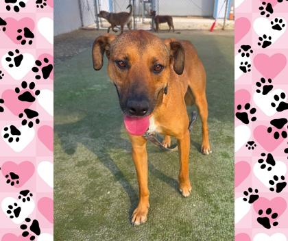 Enlarge Nemo, a Adoptable mixed breed in Fresno, CA image 1/3