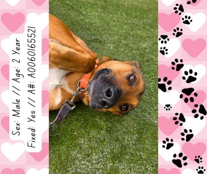 Enlarge Nemo, a Adoptable mixed breed in Fresno, CA image 2/3