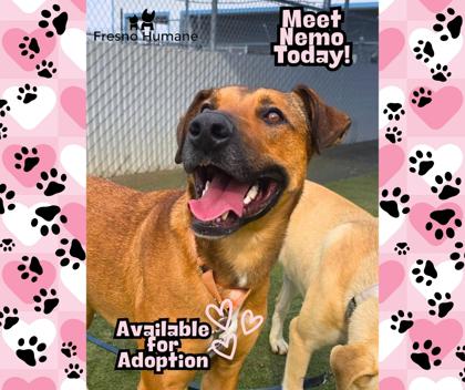 Enlarge Nemo, a Adoptable mixed breed in Fresno, CA image 3/3