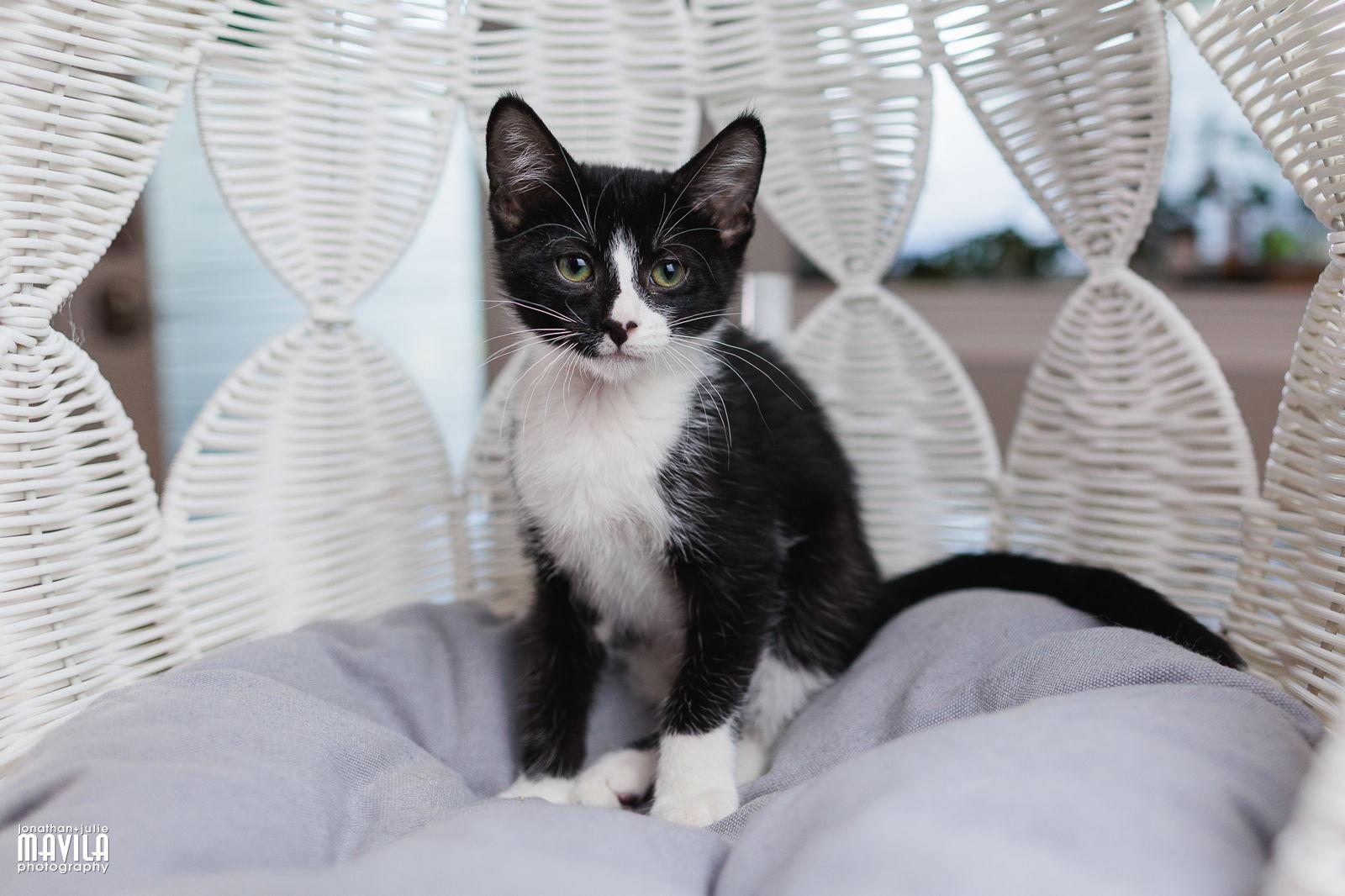 Enlarge Jazz, a Adoptable Domestic Short Hair in Lighthouse Point, FL image 2/3