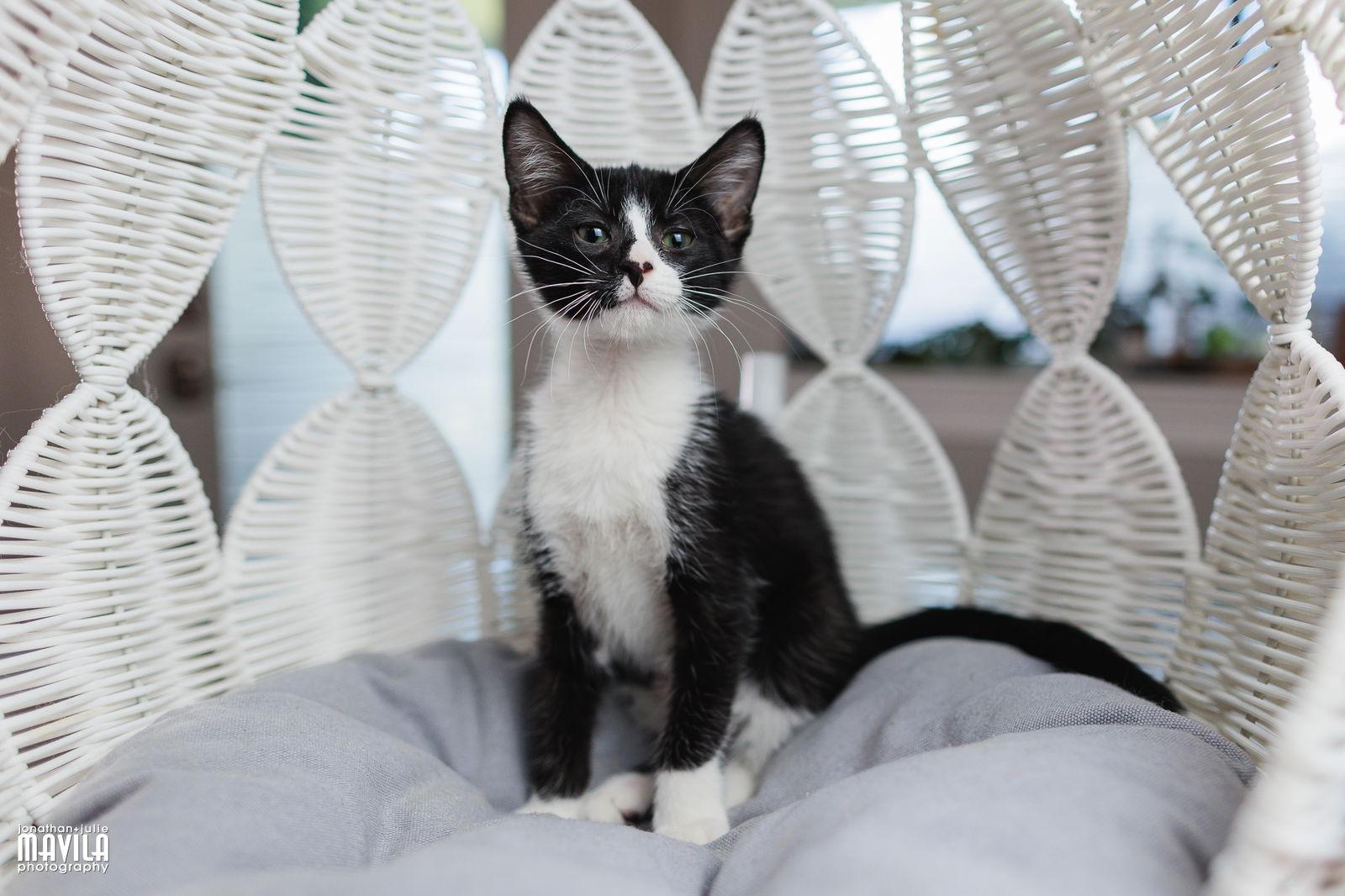 Enlarge Jazz, a Adoptable Domestic Short Hair in Lighthouse Point, FL image 3/3