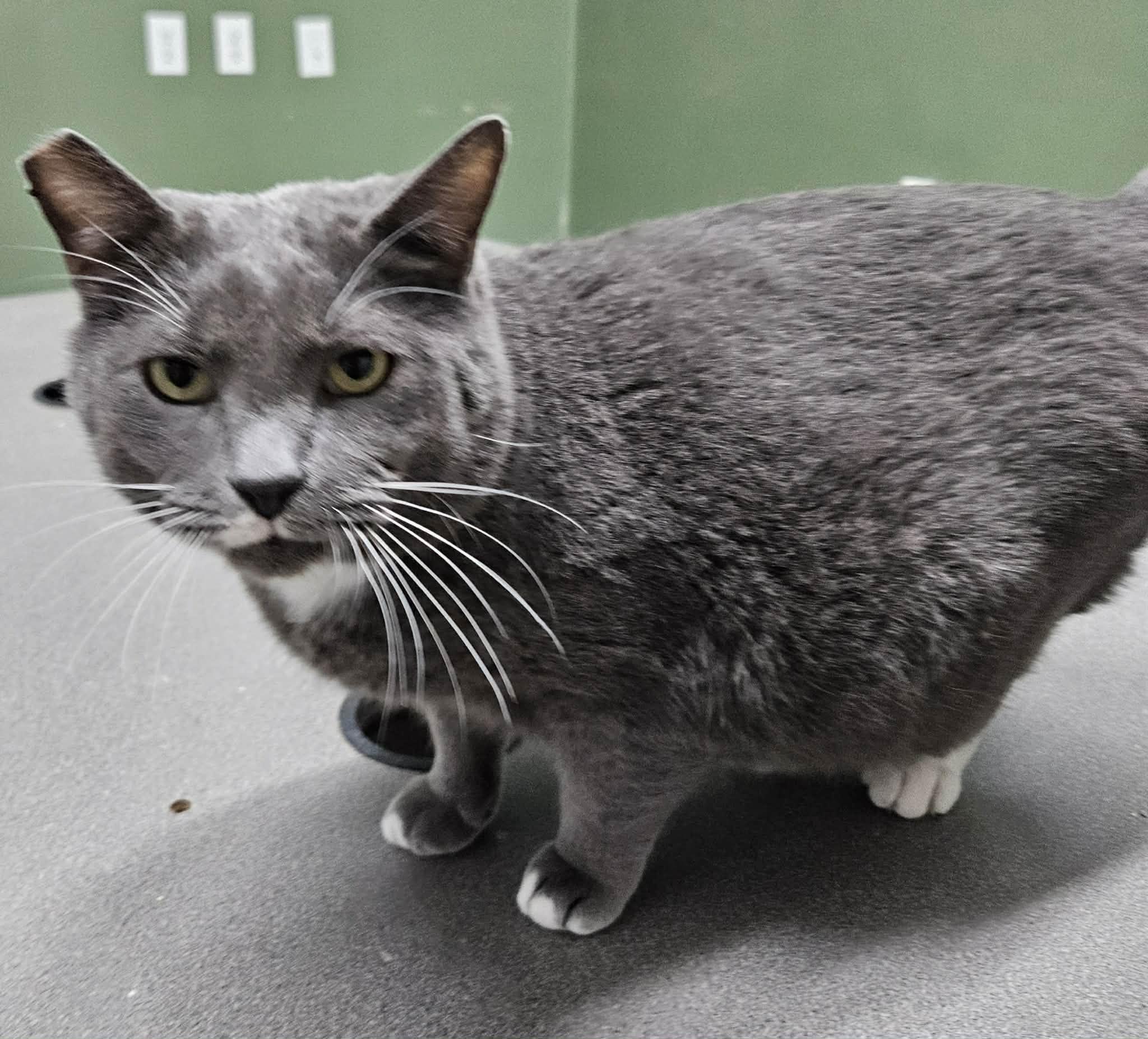 Enlarge Grayson, a ADOPTABLE American Shorthair in Brattleboro, VT image 2/2