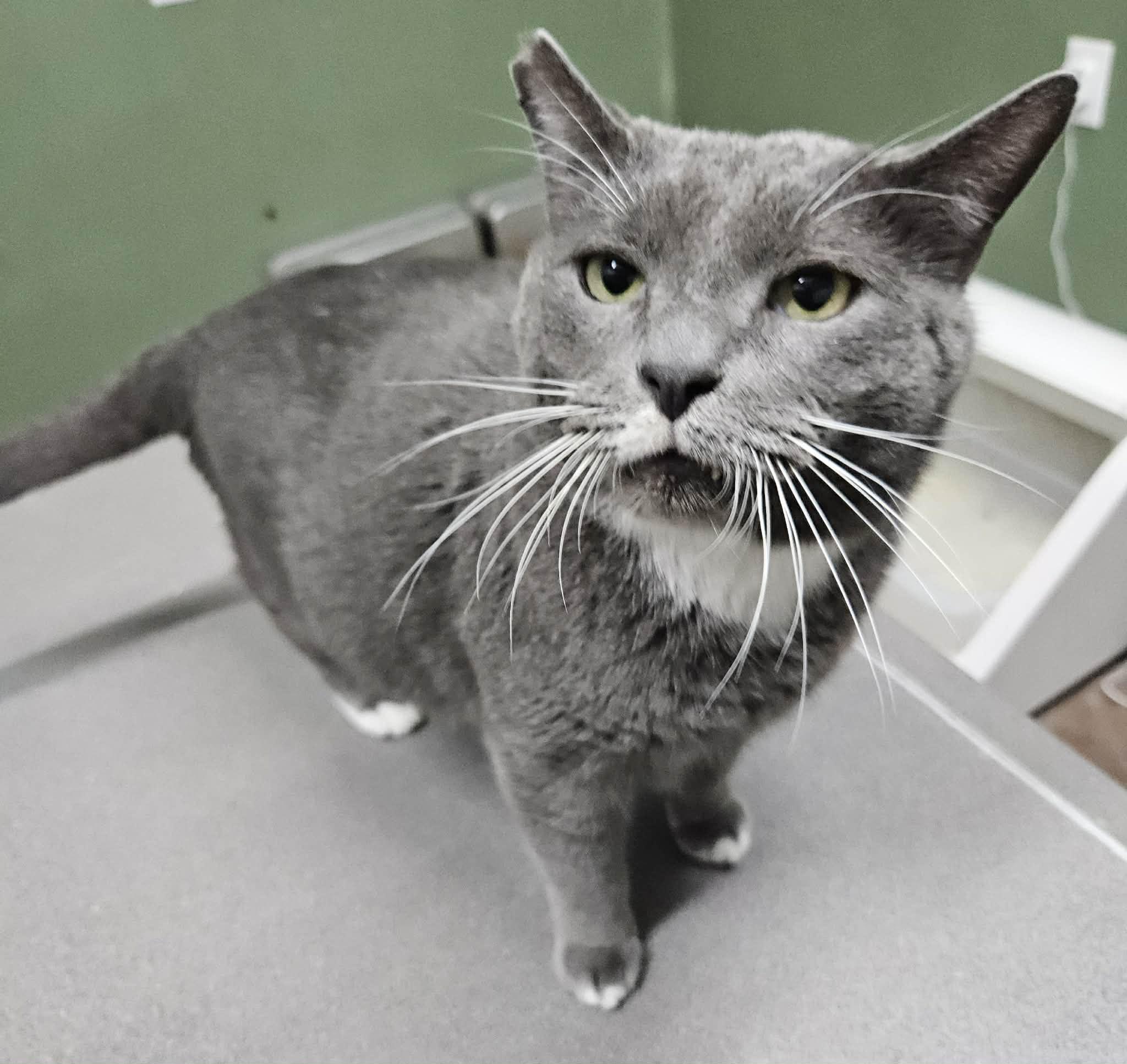 Grayson, ADOPTABLE, Adult Male American Shorthair.