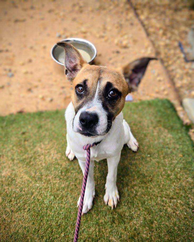 Keller, Adoptable, Young Female Mixed Breed.