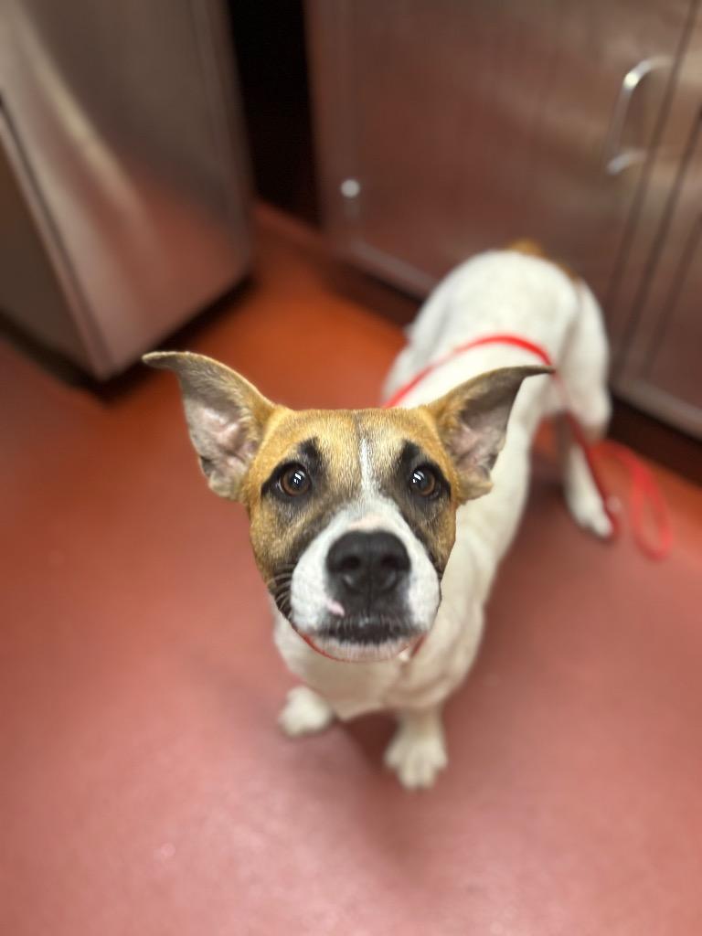 Enlarge Keller, a Adoptable mixed breed in Douglasville, GA image 3/3