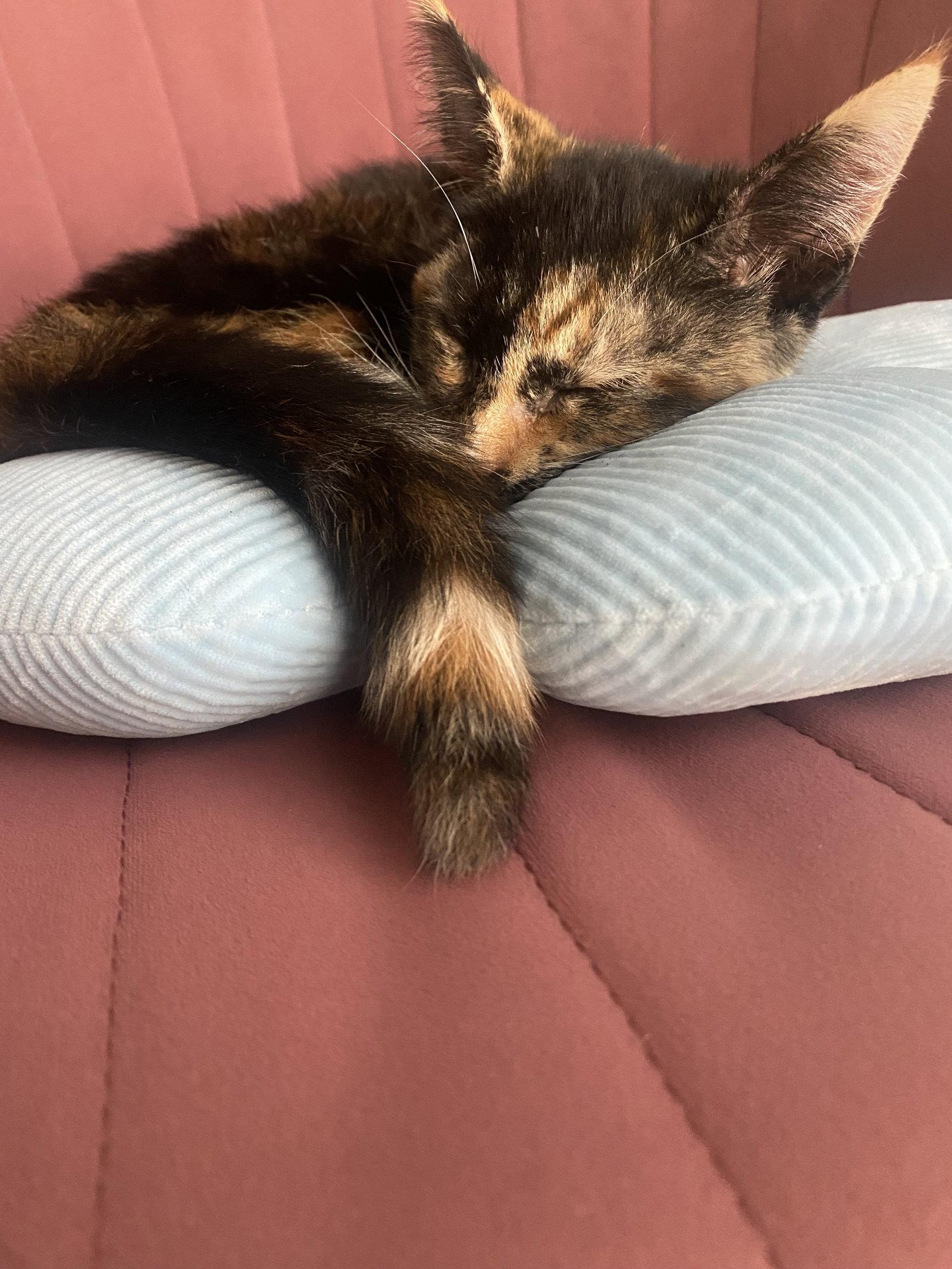 Coco, Adoptable, Kitten Female Calico.