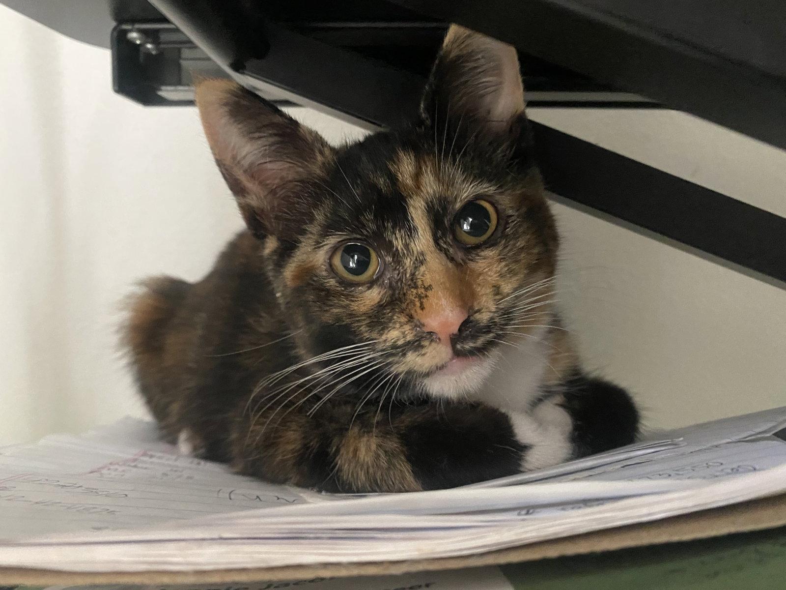 Enlarge Coco, a Adoptable Calico in Orange, CA image 2/2