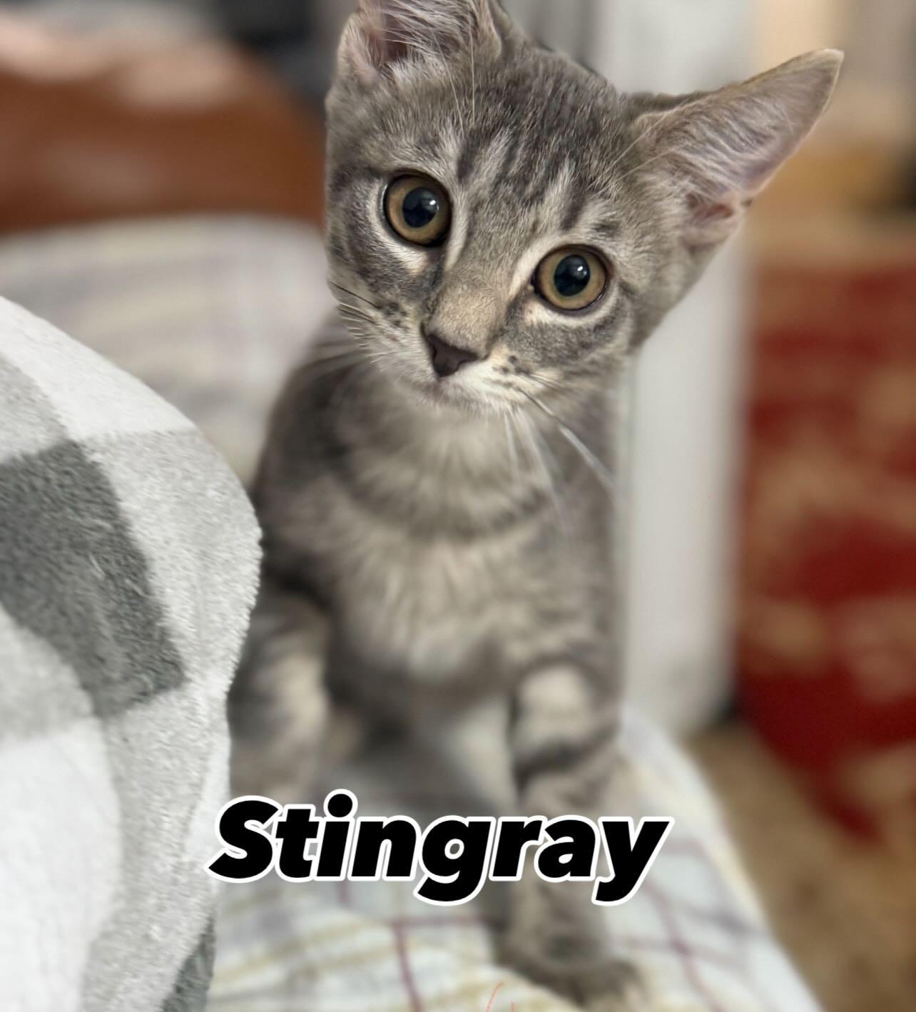 Stingray, adopted, Kitten Male Tabby.