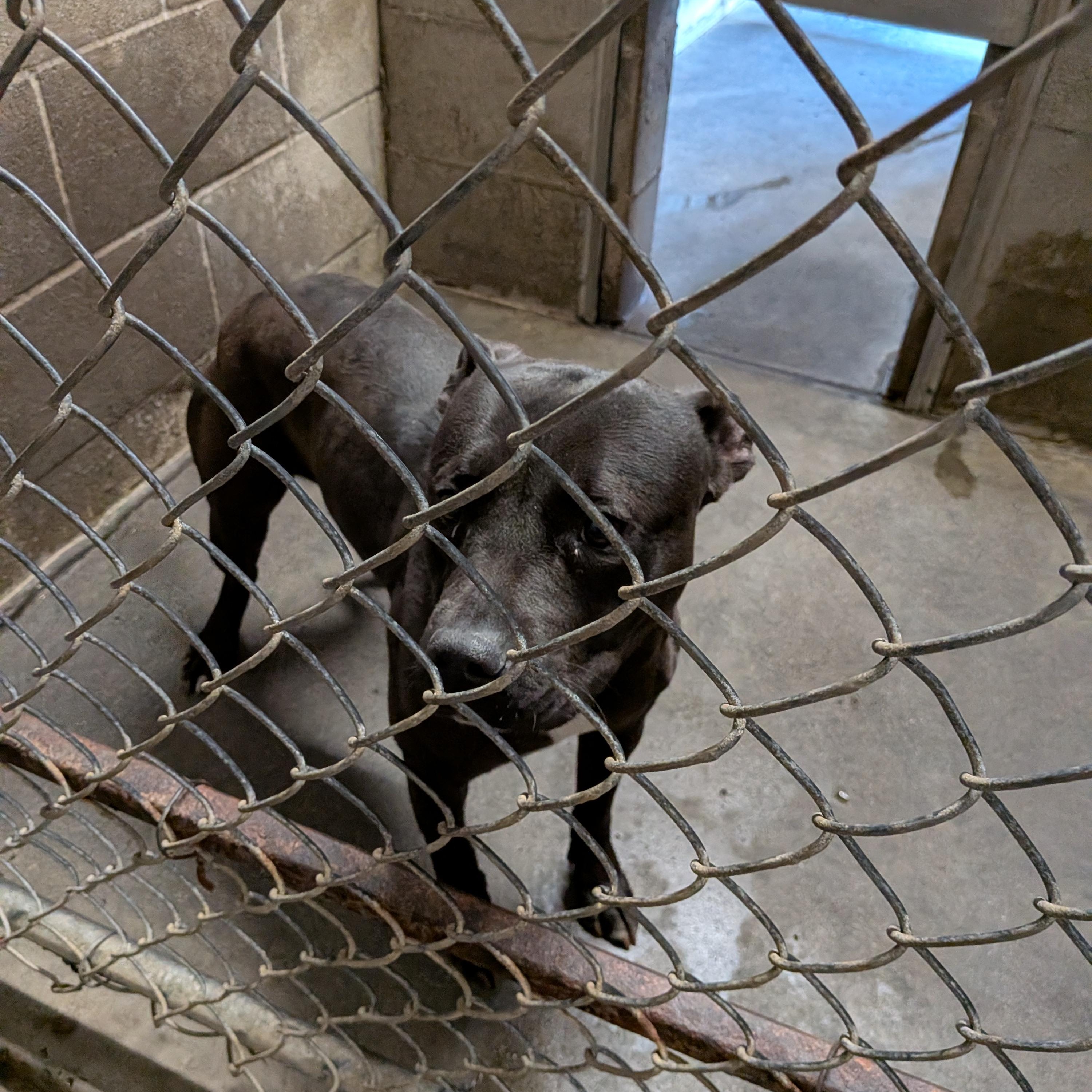 Bagheera, ADOPTABLE, Adult Female Pit Bull Terrier.