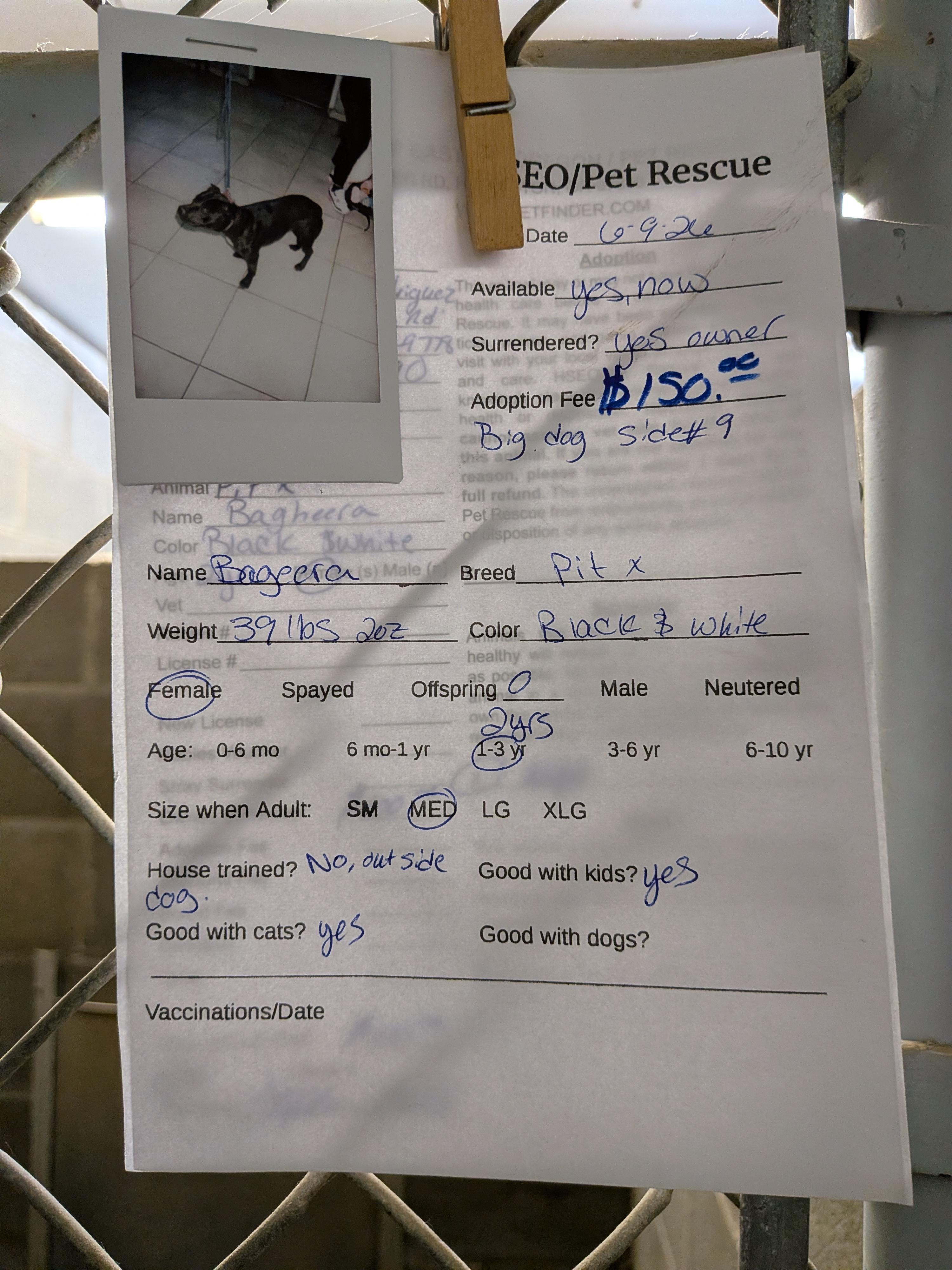 Bagheera, a ADOPTABLE mixed breed in Hermiston, OR image 2/2