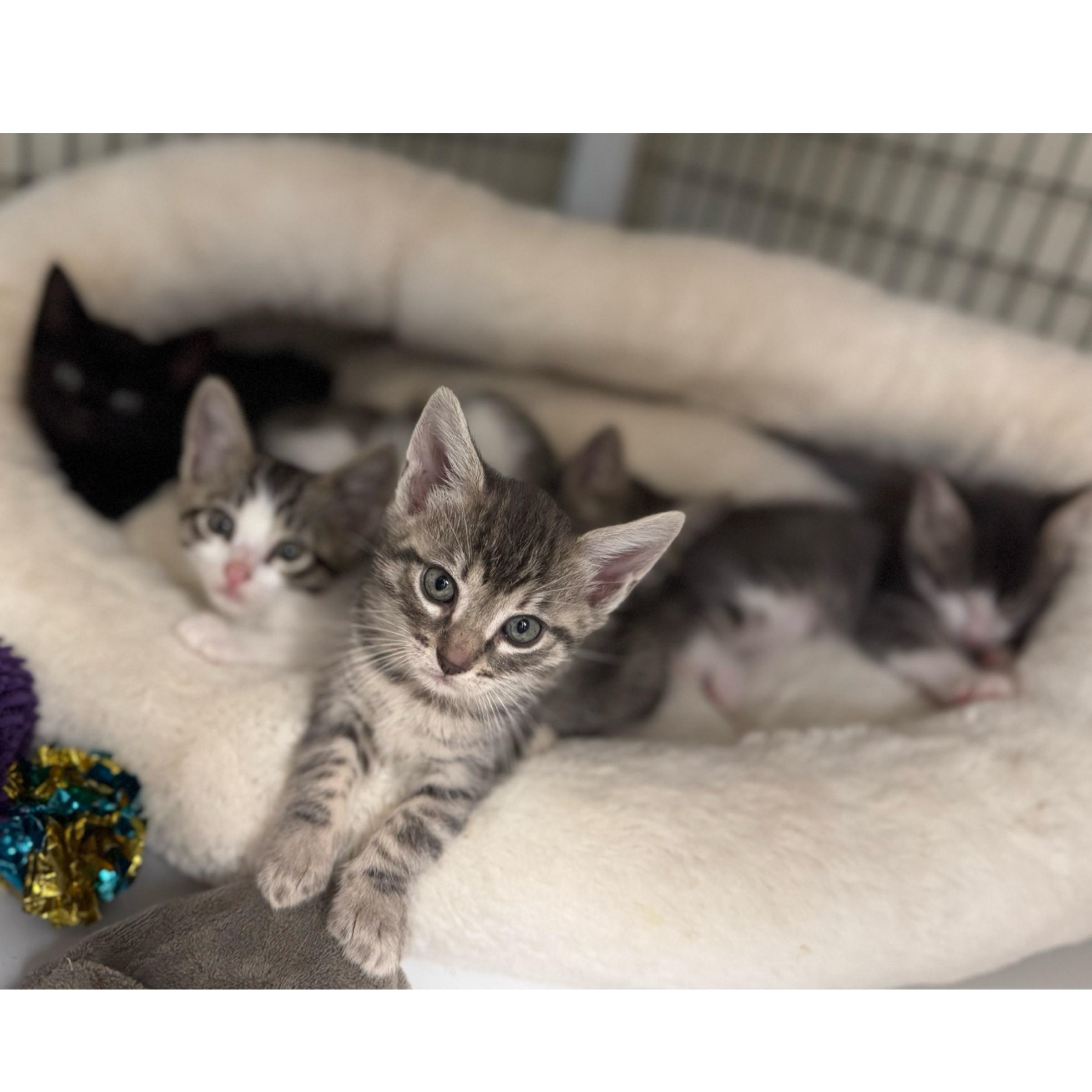 Enlarge Rowan, an adopted mixed breed in Kingwood, TX image 2/6