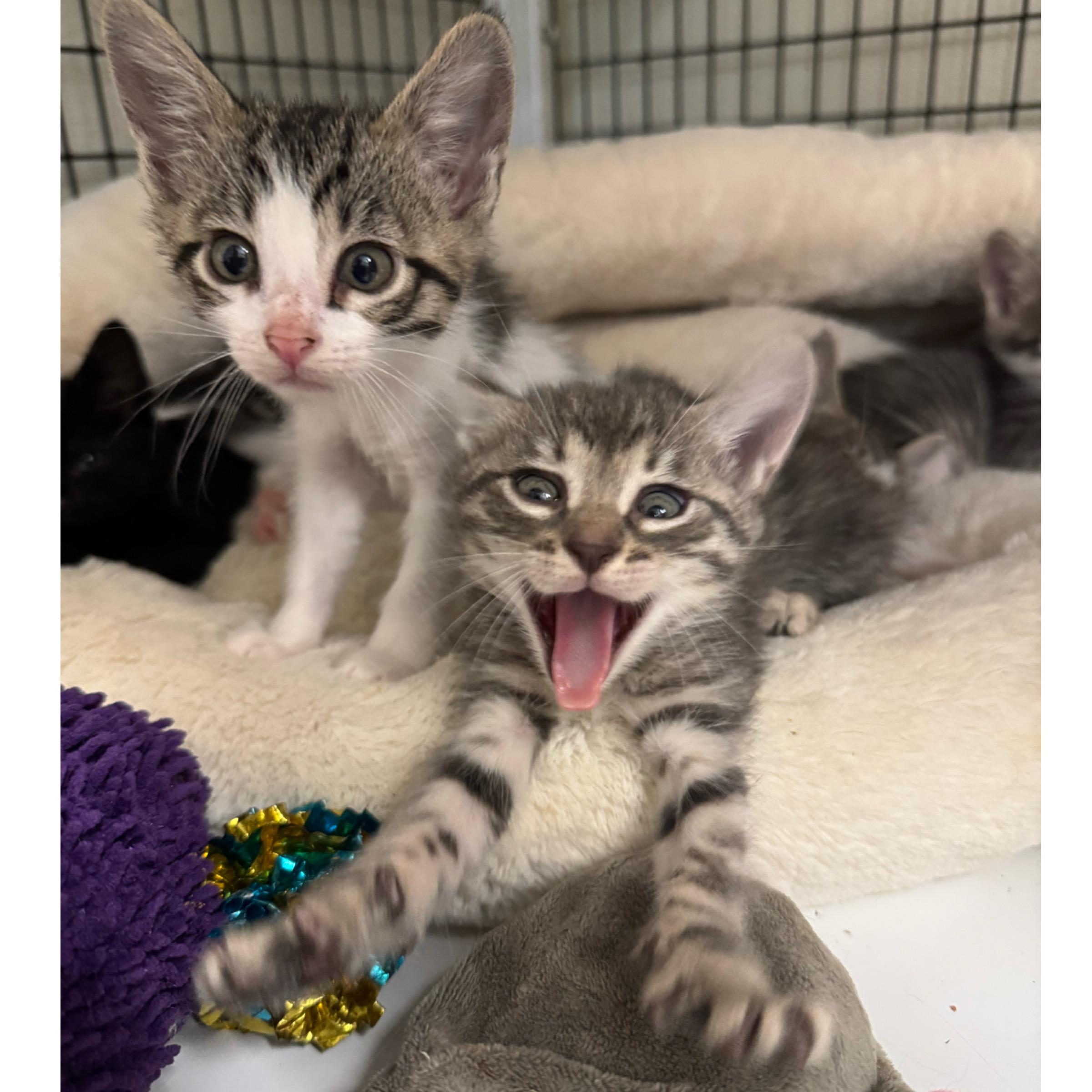 Rowan, adopted, Kitten Male Domestic Short Hair.