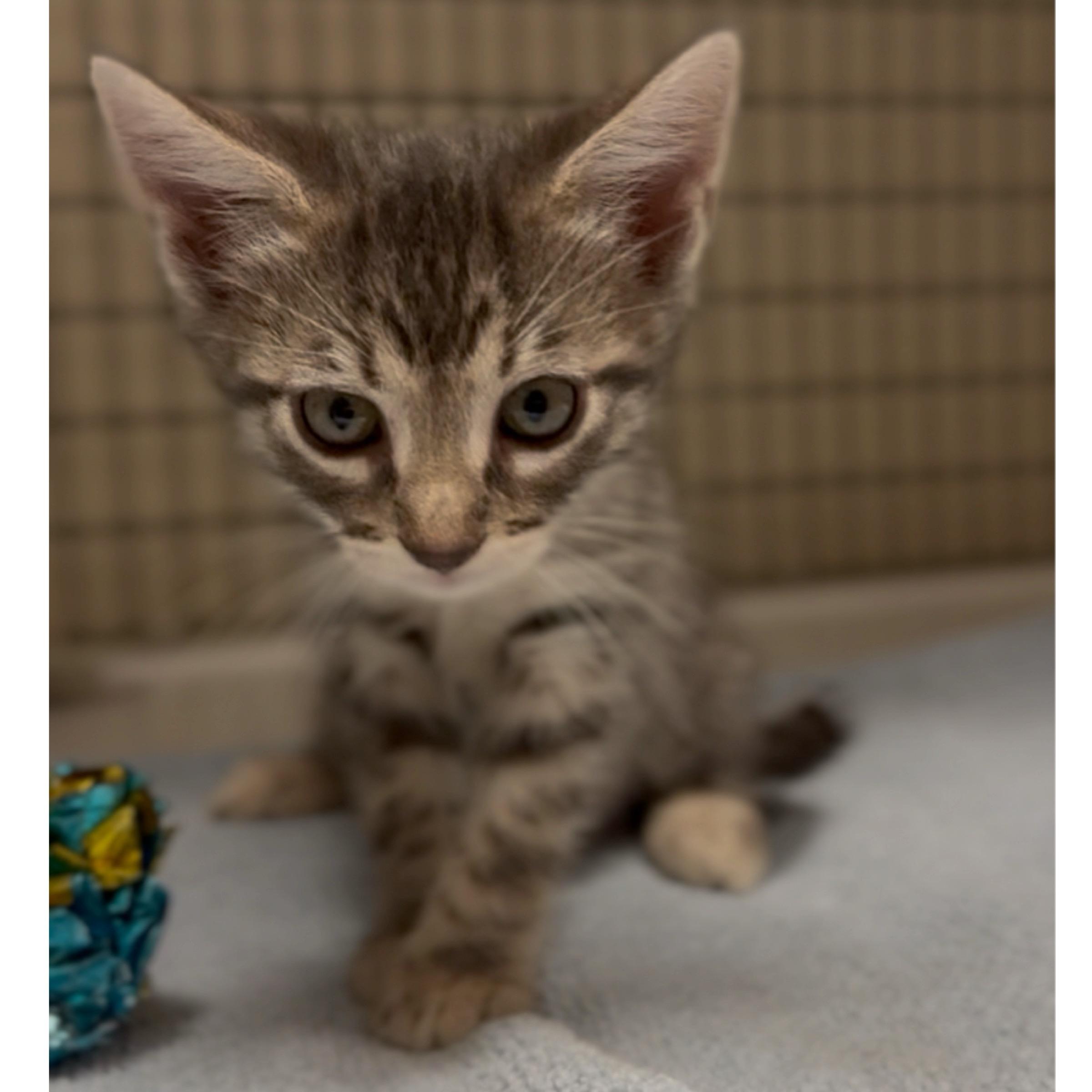 Enlarge Rowan, an adopted mixed breed in Kingwood, TX image 5/6