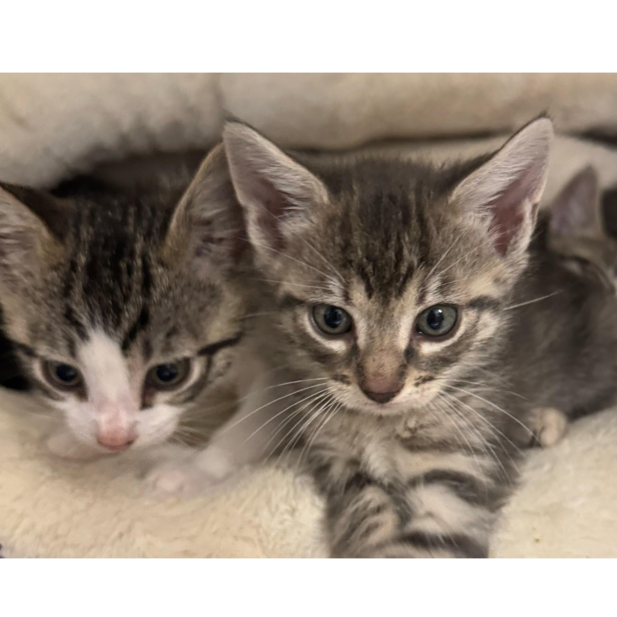 Enlarge Rowan, an adopted mixed breed in Kingwood, TX image 3/6