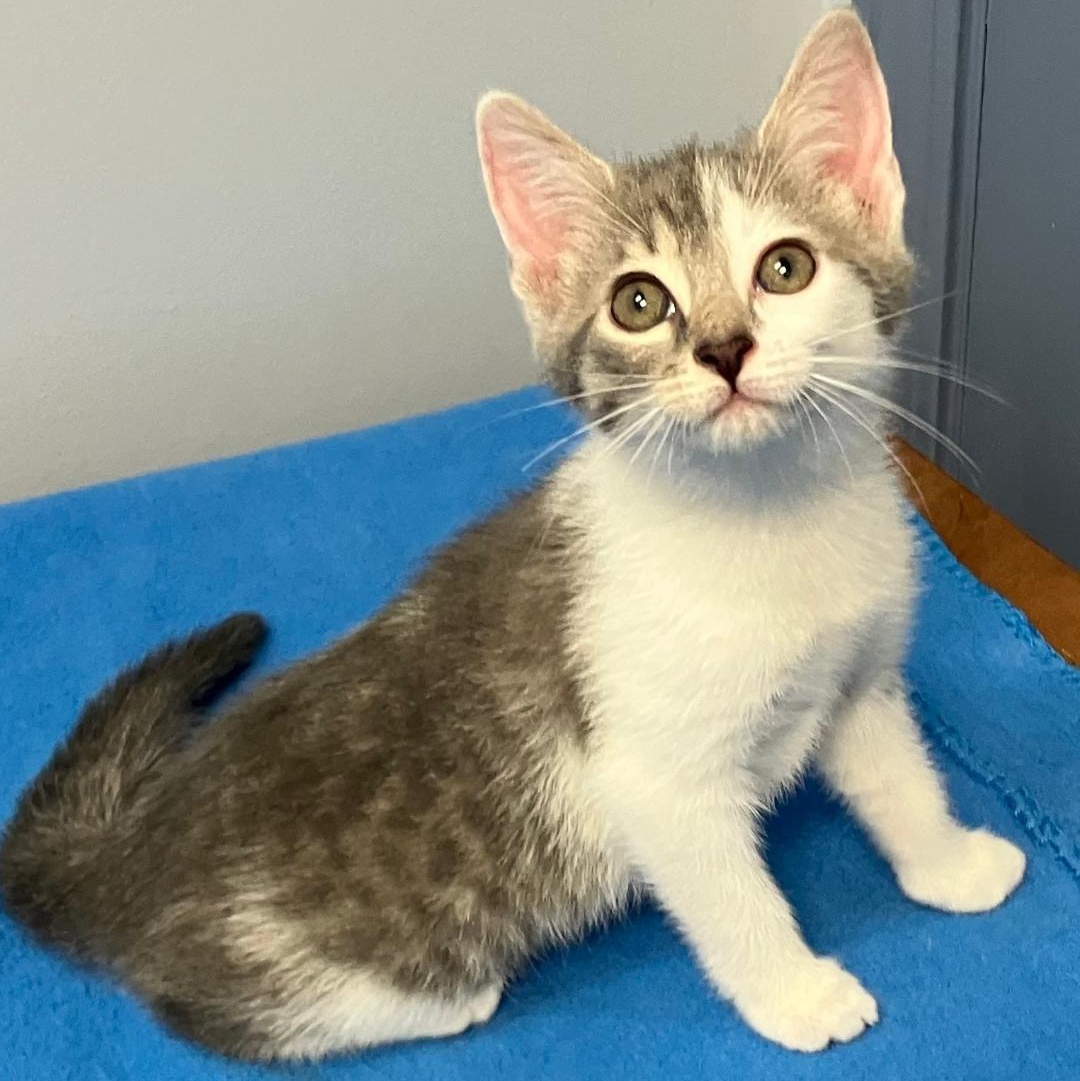 Zig Zag, a ADOPTABLE Domestic Short Hair in Gastonia, NC image 2/4