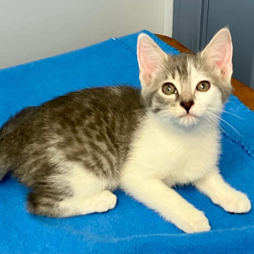 Zig Zag, ADOPTABLE, Kitten Female Domestic Short Hair.