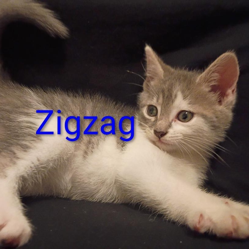 Zig Zag, a ADOPTABLE Domestic Short Hair in Gastonia, NC image 4/4