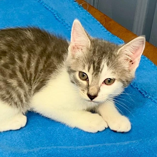 Zig Zag, a ADOPTABLE Domestic Short Hair in Gastonia, NC image 3/4
