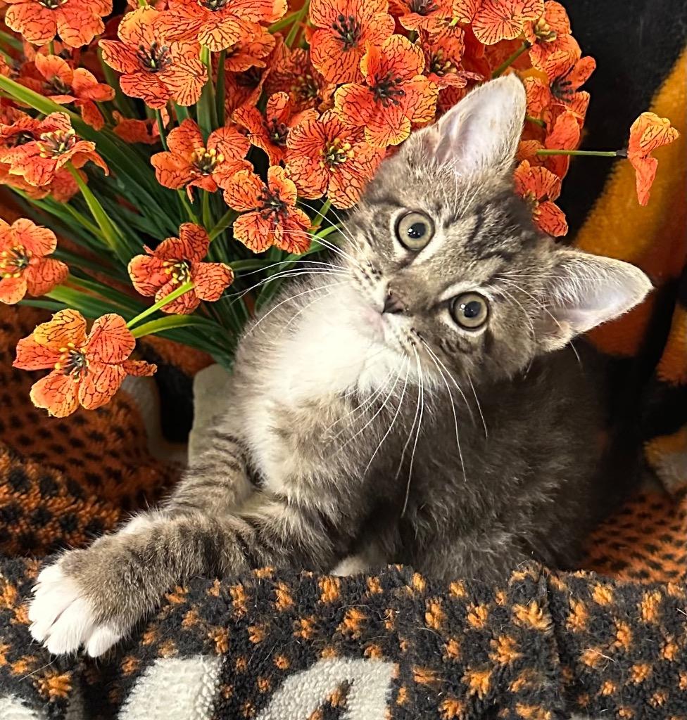 3/3/26 Aidan, Adoptable, Kitten Male Domestic Medium Hair.
