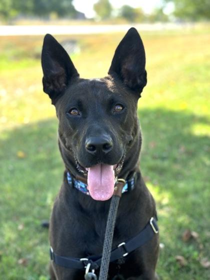 Enlarge Blue, a Adoptable mixed breed in Hastings, MN image 3/3