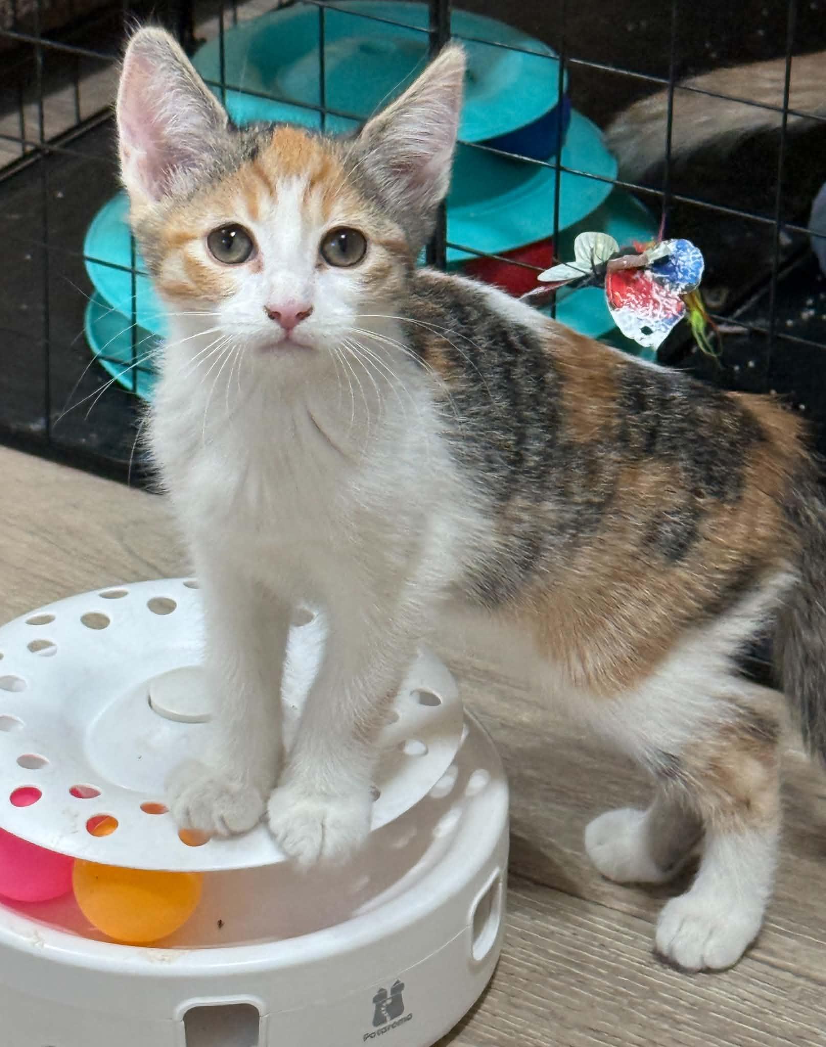 Enlarge Sabrina, a Adoptable mixed breed in Tehachapi, CA image 1/3