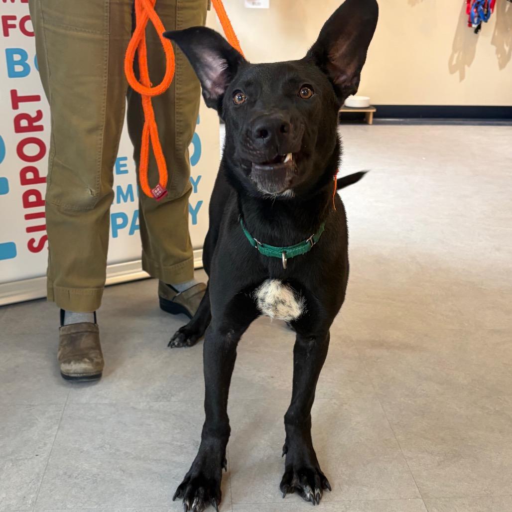 Hagrid, Adoptable, Young Male Mixed Breed.