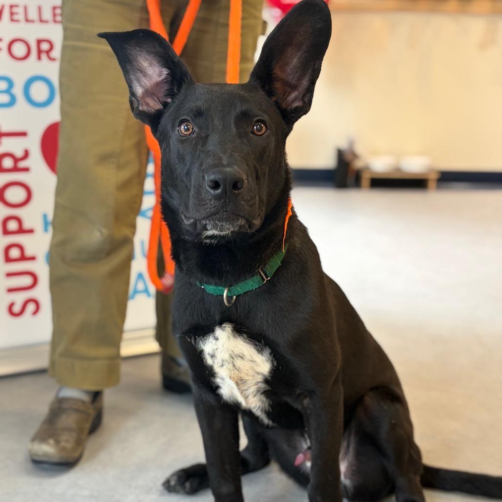 Hagrid, a Adoptable Mixed Breed in Morrisville, VT image 2/6