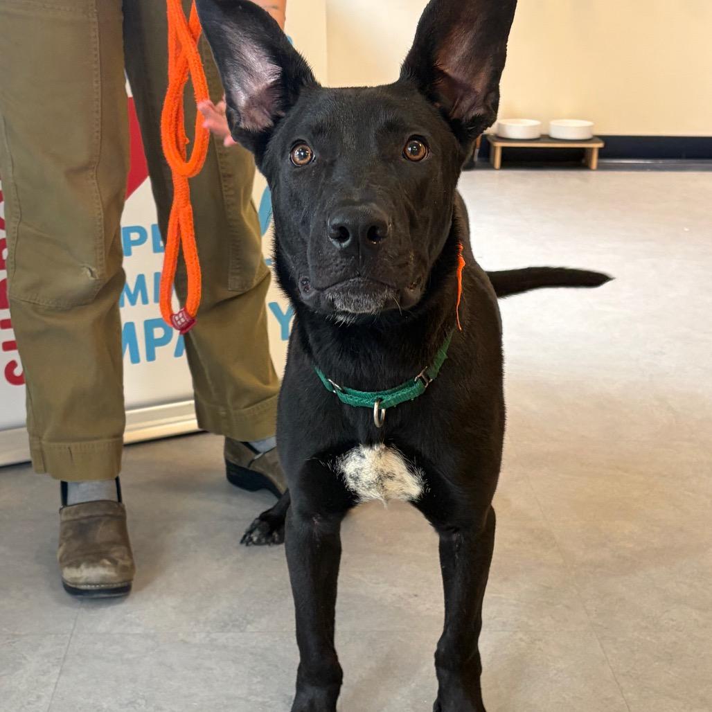 Hagrid, a Adoptable Mixed Breed in Morrisville, VT image 4/6