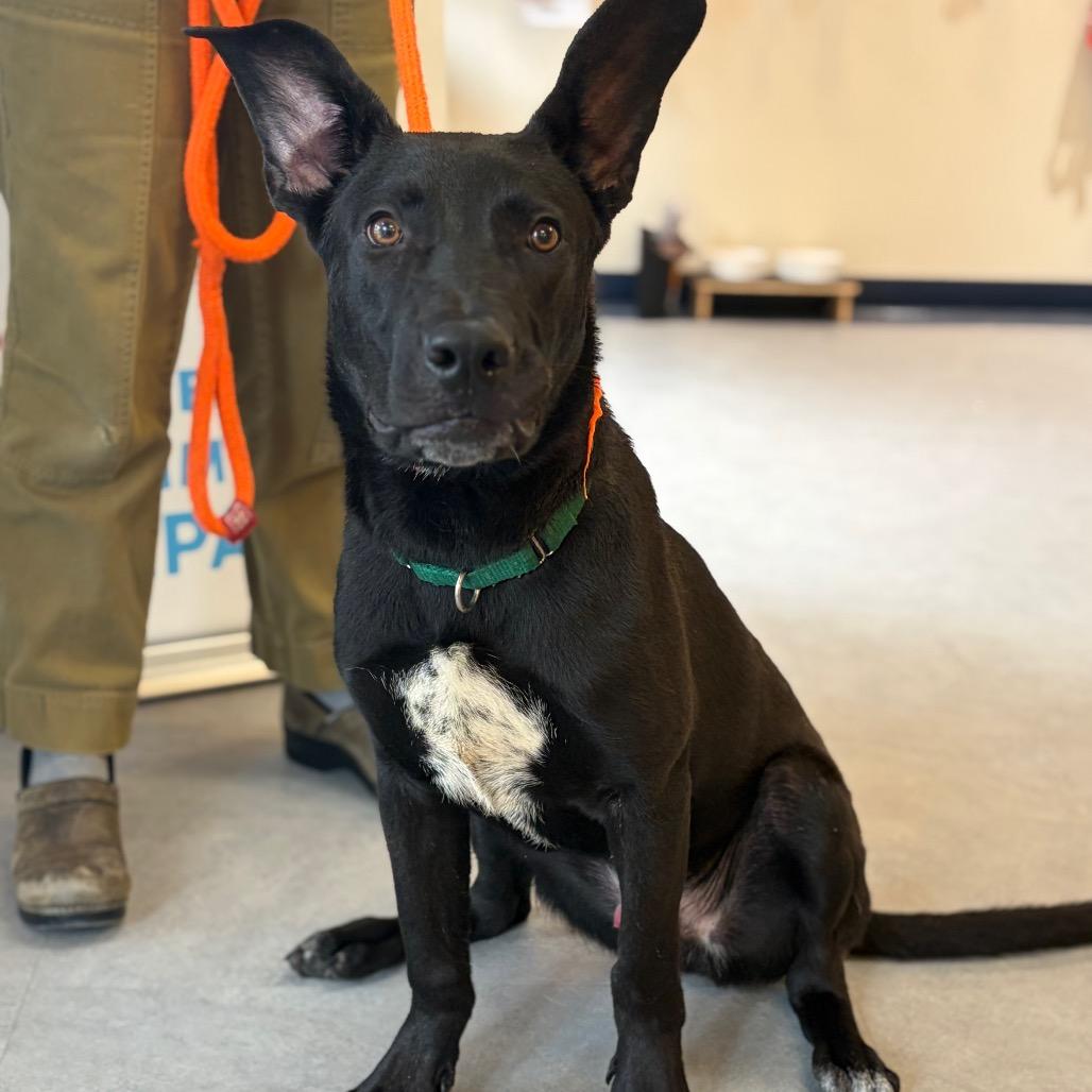 Hagrid, a Adoptable Mixed Breed in Morrisville, VT image 5/6