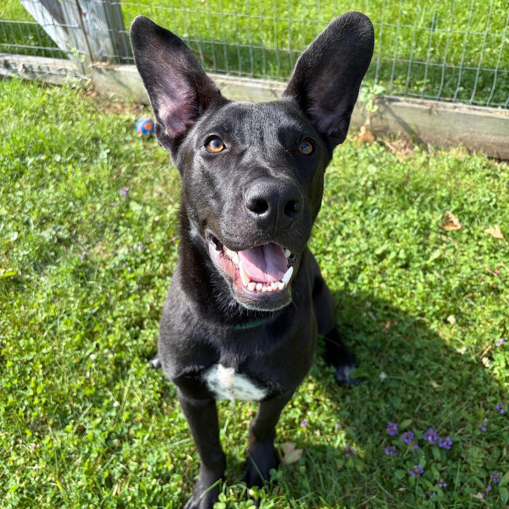 Hagrid, a Adoptable Mixed Breed in Morrisville, VT image 6/6