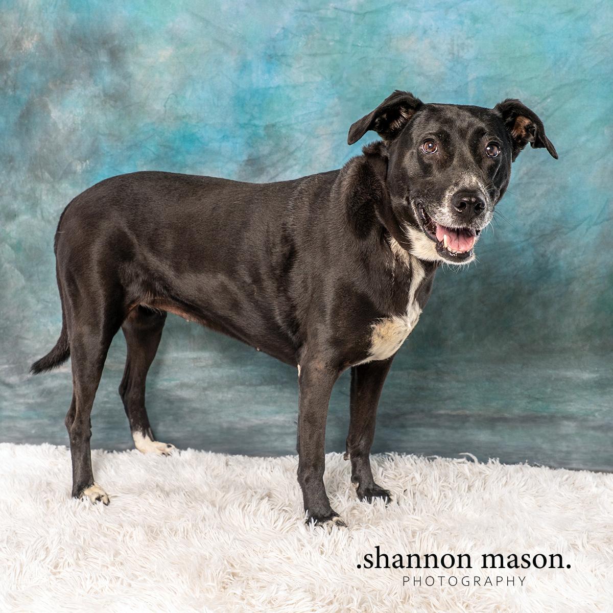 Nelly, a Adoptable mixed breed in Las Vegas, NV image 5/7