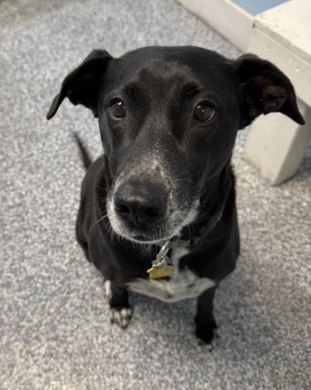 Nelly, a Adoptable mixed breed in Las Vegas, NV image 1/7