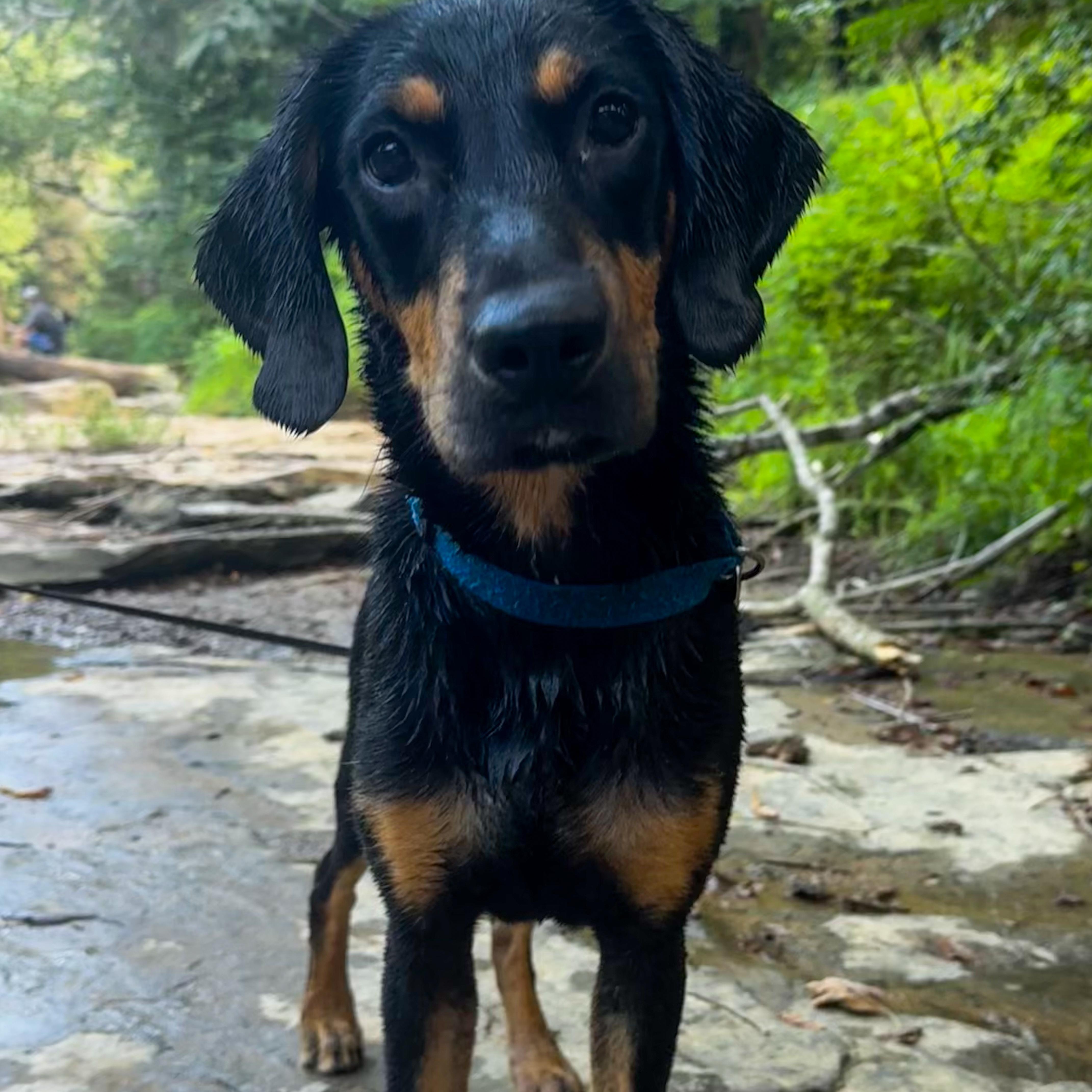 Cash, a Adoptable mixed breed in Pelham, AL image 4/4
