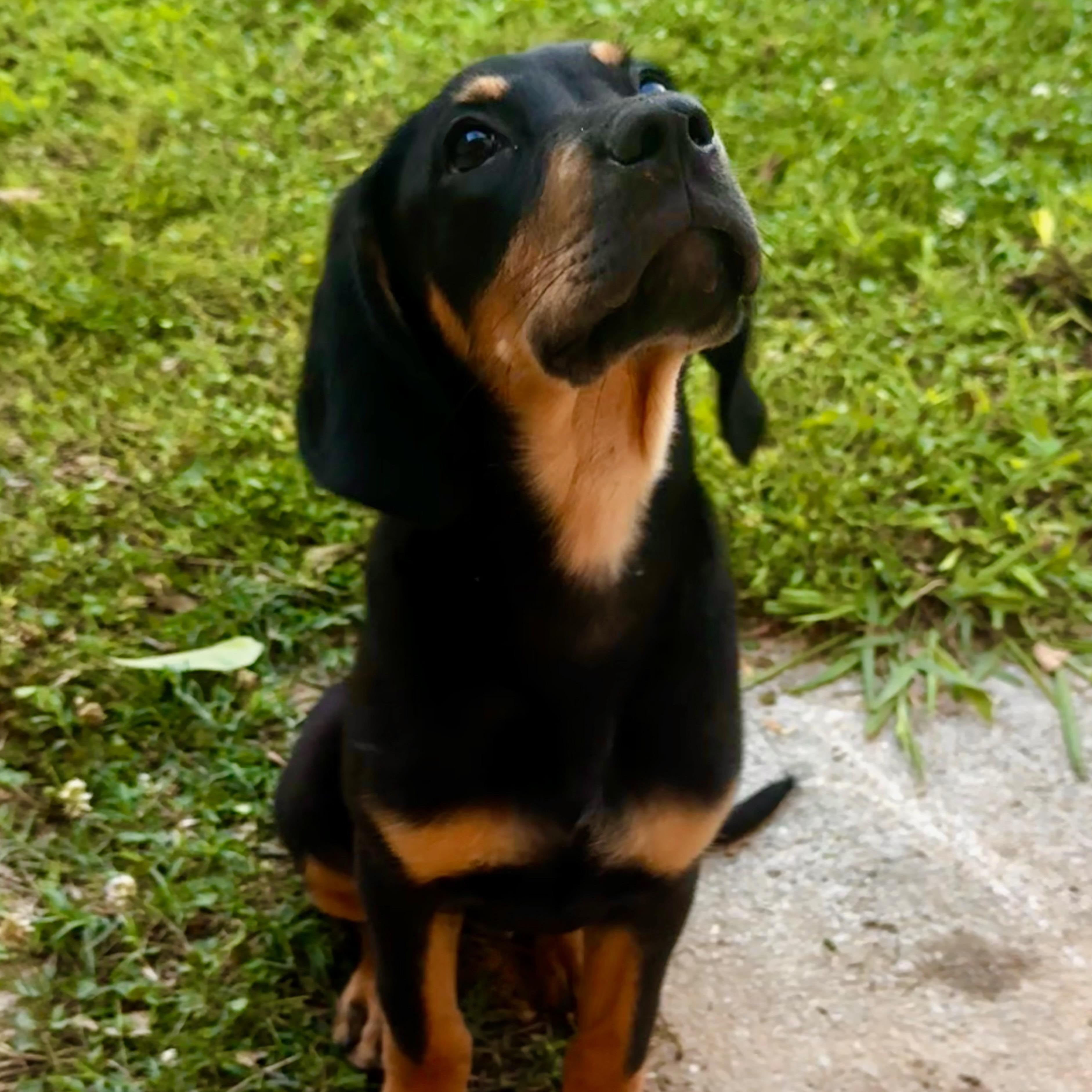 Cash, a Adoptable mixed breed in Pelham, AL image 1/4