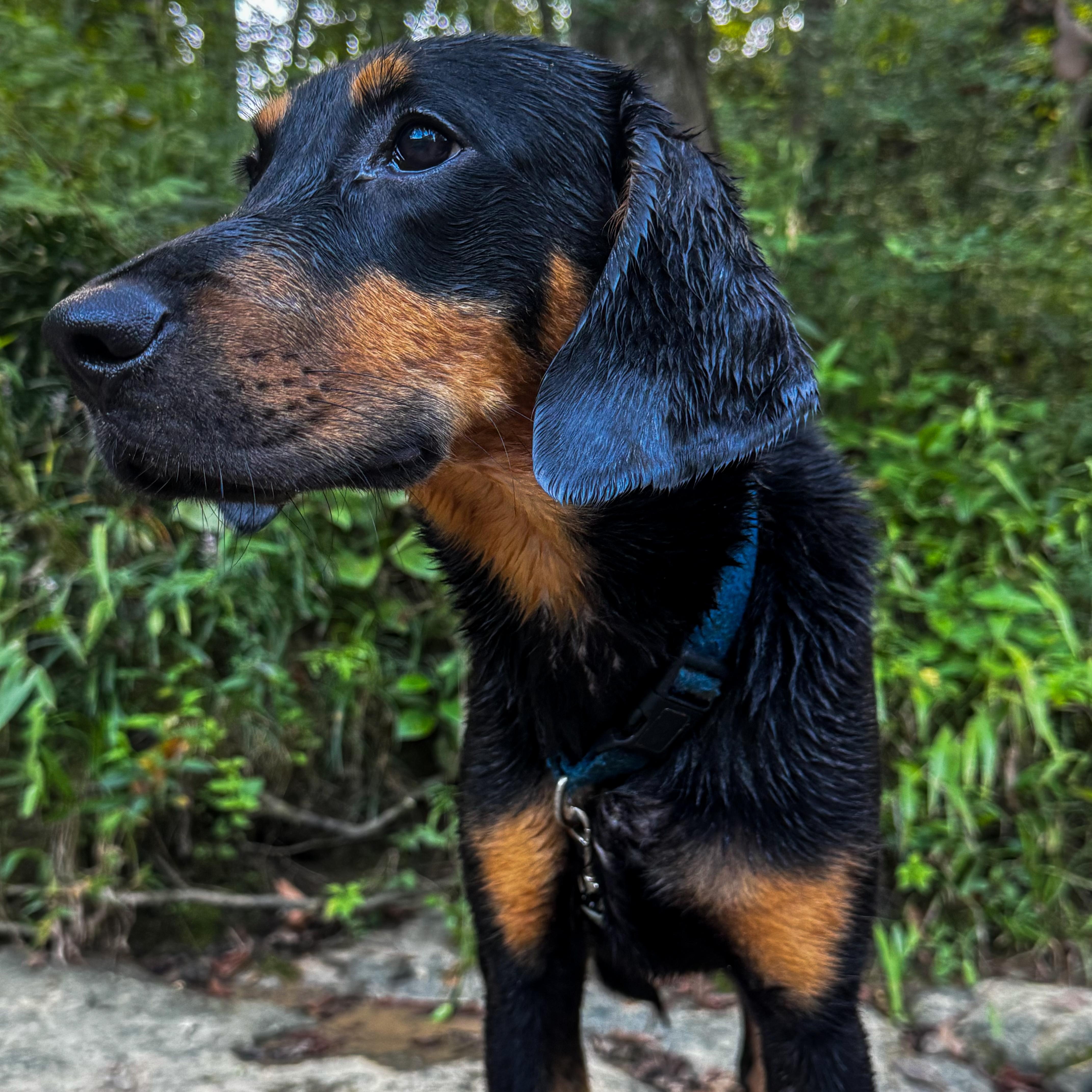 Cash, a Adoptable mixed breed in Pelham, AL image 3/4