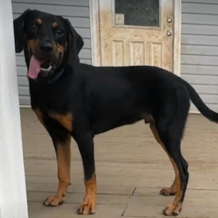 Cash, a Adoptable mixed breed in Pelham, AL image 2/4