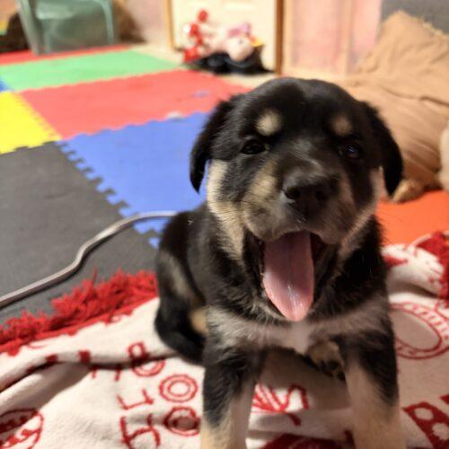 Jenny, Adoptable, Puppy Female German Shepherd Dog & Husky.