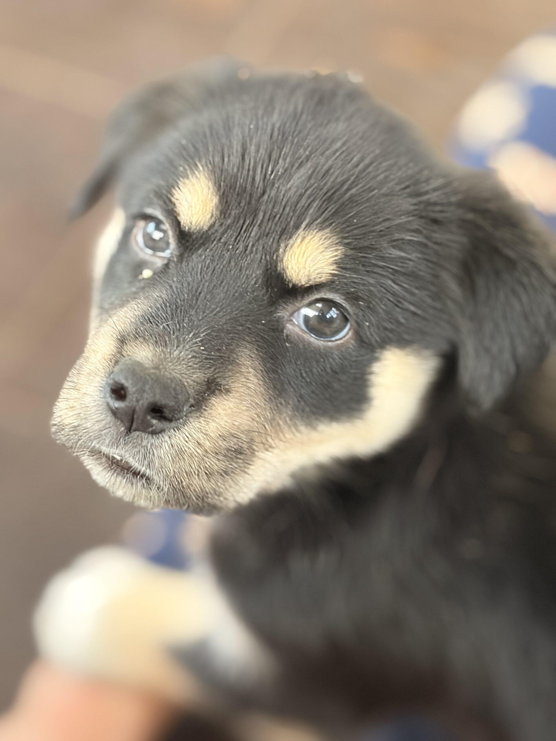 Enlarge Jenny, a Adoptable mixed breed in Vienna, ON image 2/2