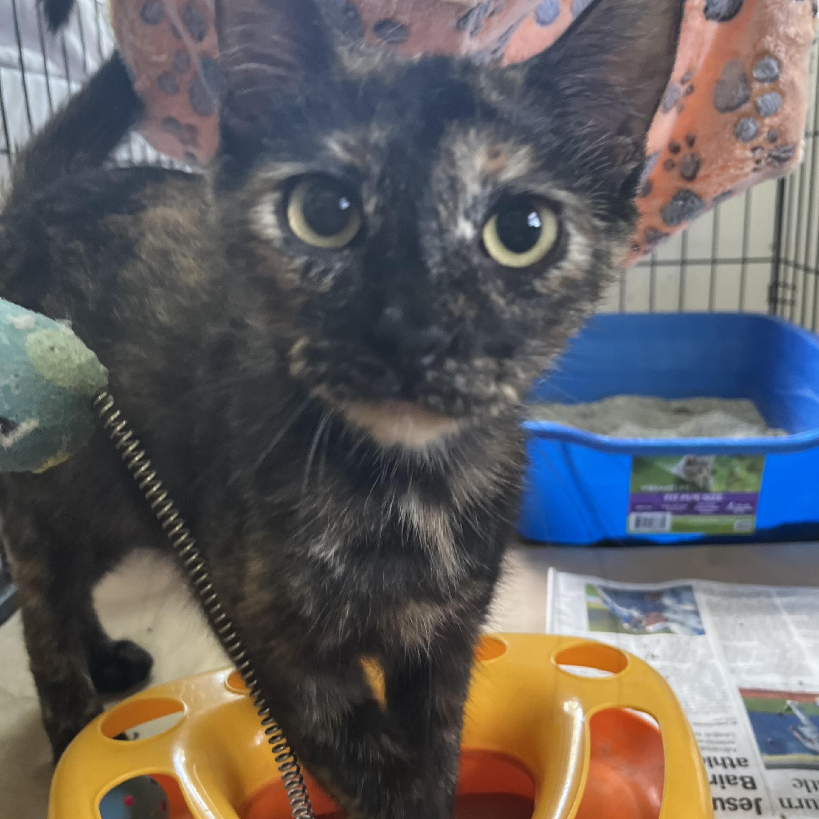 Candy, Adoptable, Young Female Tortoiseshell.