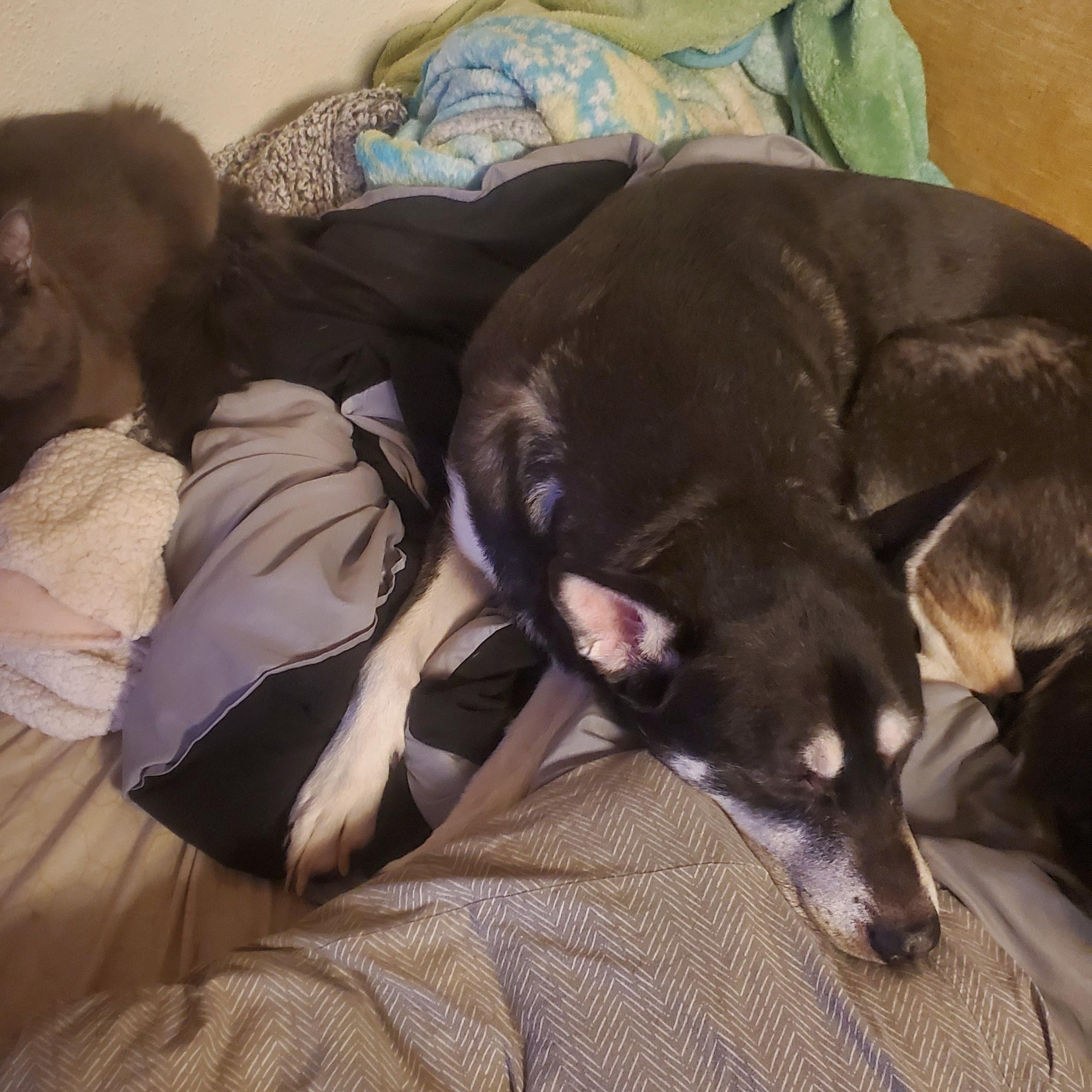 **COURTESY LISTING** Kai, ADOPTABLE, Senior Male Siberian Husky & German Shepherd Dog.