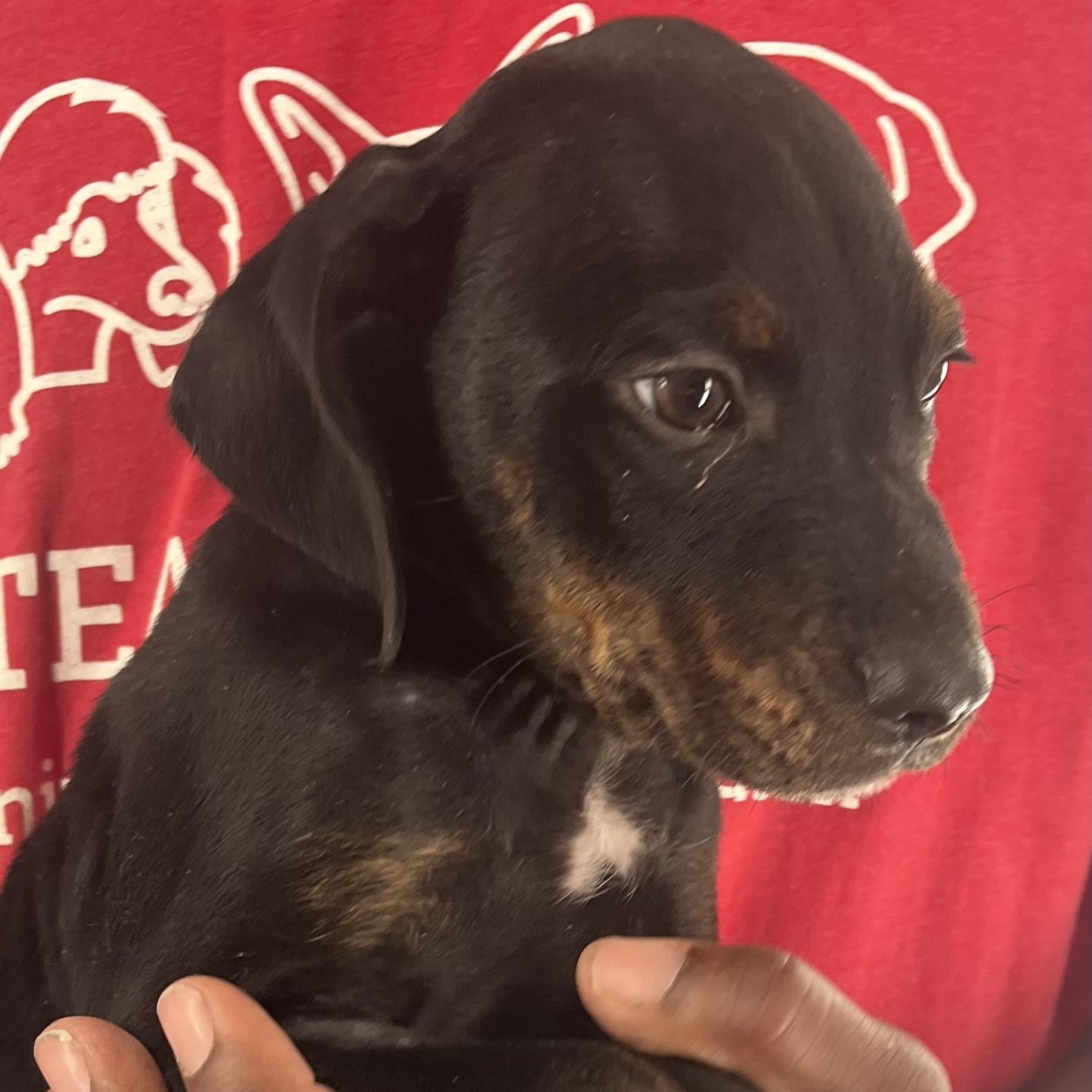 Ragan  Local Oct thumbnail 4