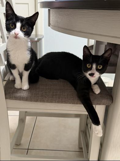 Patch — thumbnail 3