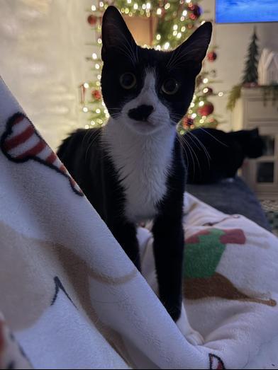 Patch — thumbnail 4