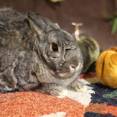 Friar Tuck, Adoptable, Adult Male Bunny Rabbit.